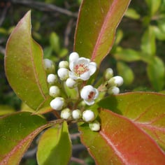 Chinese Photinia 2