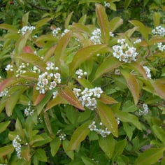 Chinese Photinia 3