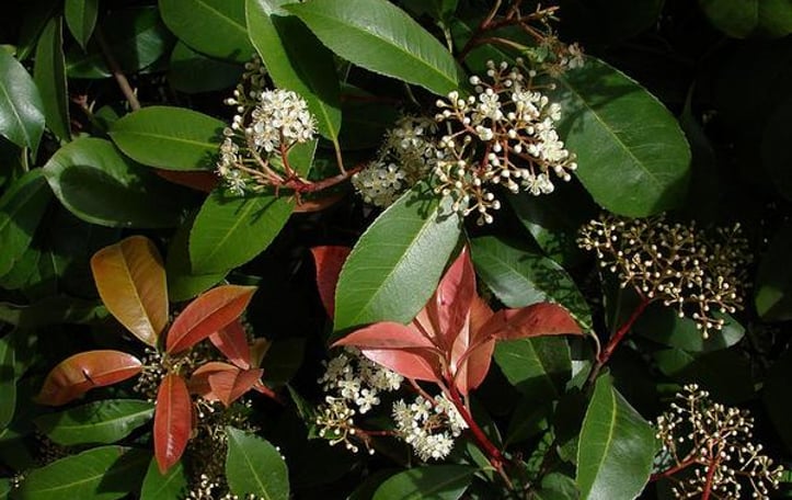 Japanese Photinia
