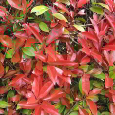 Japanese Photinia 4