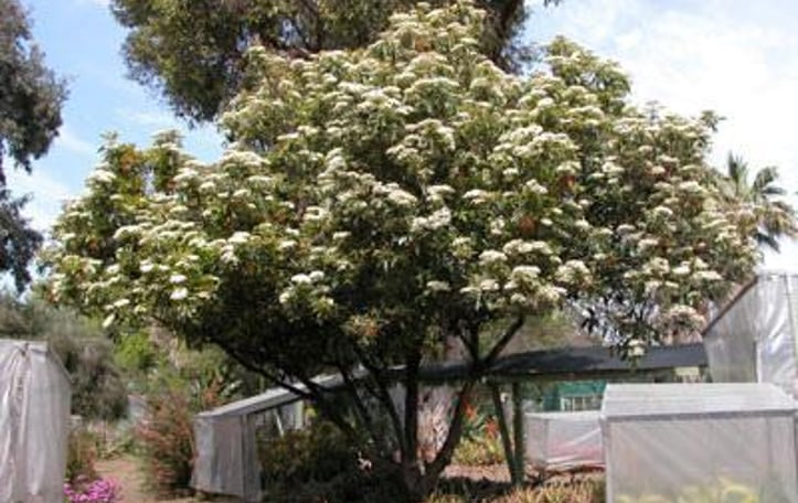 Chinese Photinia