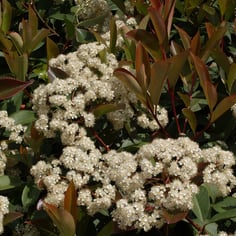 Chinese Photinia 4
