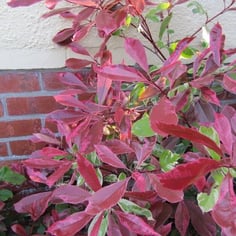 Fraser Photinia 3