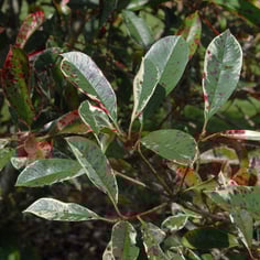 Fraser Photinia 4