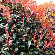 Fraser Photinia 2