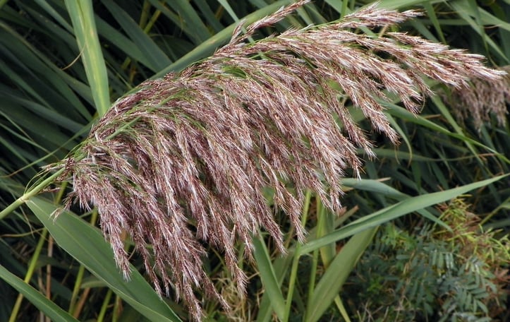 Common Reed