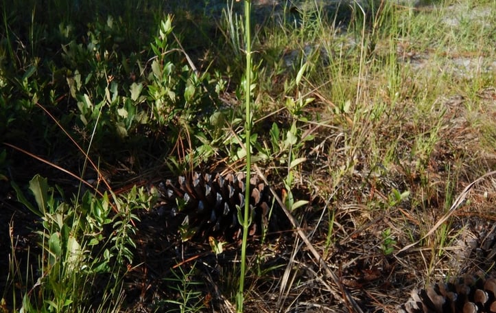 Eastern False Dragonhead