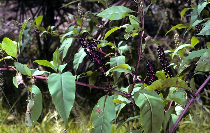 American Pokeweed