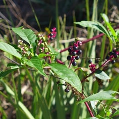 American Pokeweed 2