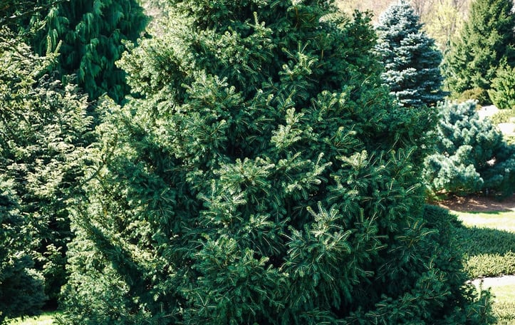 Maxwell's Norway Spruce