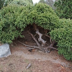 Maxwell's Norway Spruce 2