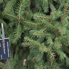 Maxwell's Norway Spruce 3