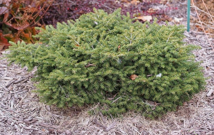 Bird's Nest Spruce