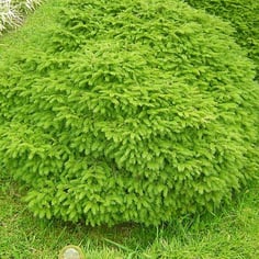 Bird's Nest Spruce 2