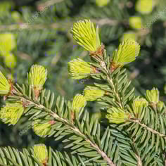 Bird's Nest Spruce 3