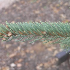 Chinese spruce 2