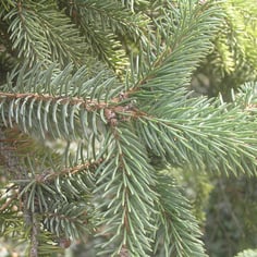 Chinese spruce 3