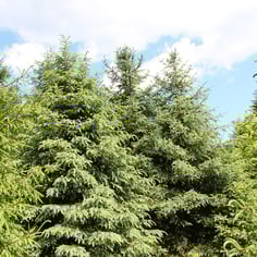 Chinese spruce 4