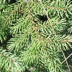 Black Spruce 4