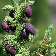 Black Spruce 2