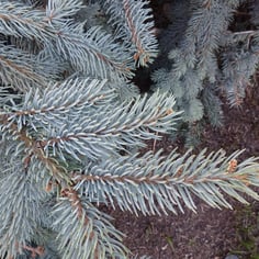 Colorado Spruce 2