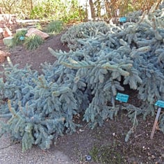 Colorado Spruce 3
