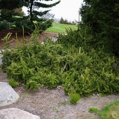 Colorado Spruce 4