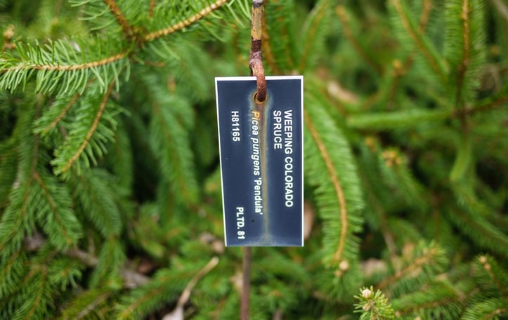 Colorado Spruce