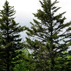 Eastern Spruce 3
