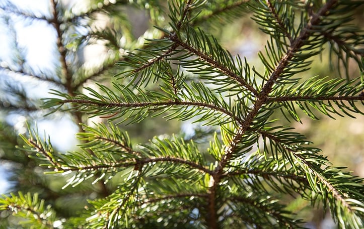 Eastern Spruce