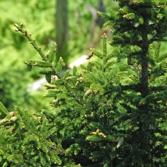Eastern Spruce 4