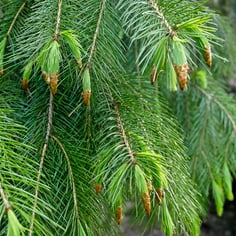 Himalayan Spruce 2