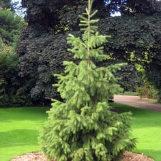 Himalayan Spruce 3