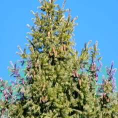 Himalayan Spruce 4