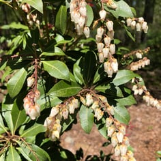 Himalayan Pieris 2