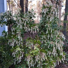 Himalayan Pieris 3