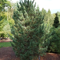 Arolla Pine 2