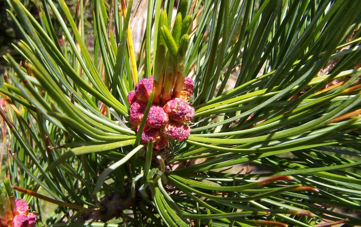 Arolla Pine