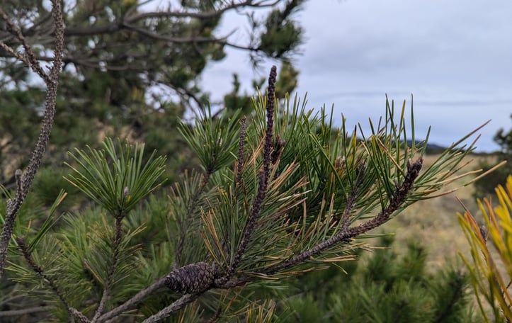 Beach Pine