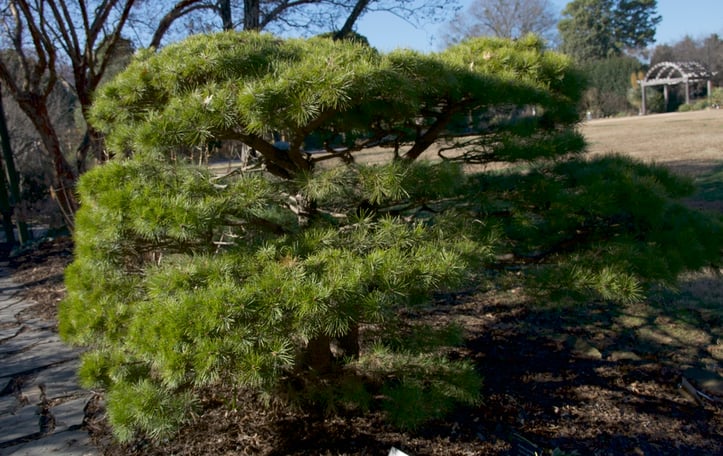 Japanese Red Pine