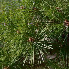 Japanese Red Pine 2