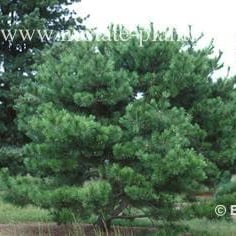 Japanese Red Pine 3