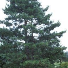 Japanese Red Pine 4