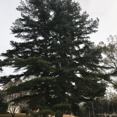 Cedar Pine 2