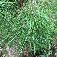 Cedar Pine 4