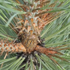 Black Pine 3