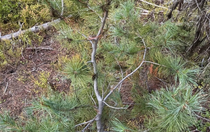Idaho White Pine
