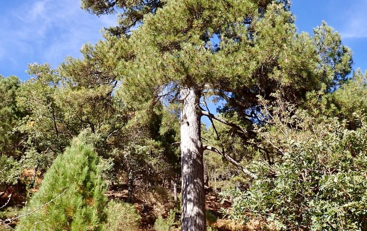 Austrian Black Pine
