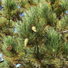 Austrian Black Pine 2