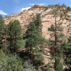 Black Hills Ponderosa Pine 2